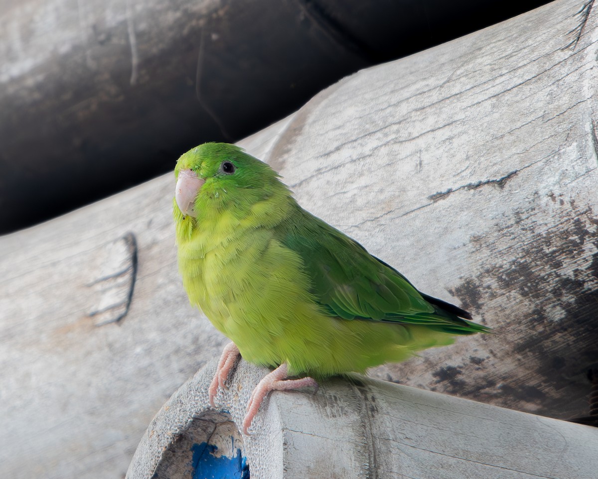 Spectacled Parrotlet - ML634577290