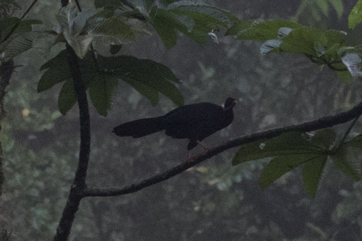 Highland Guan - ML634577326