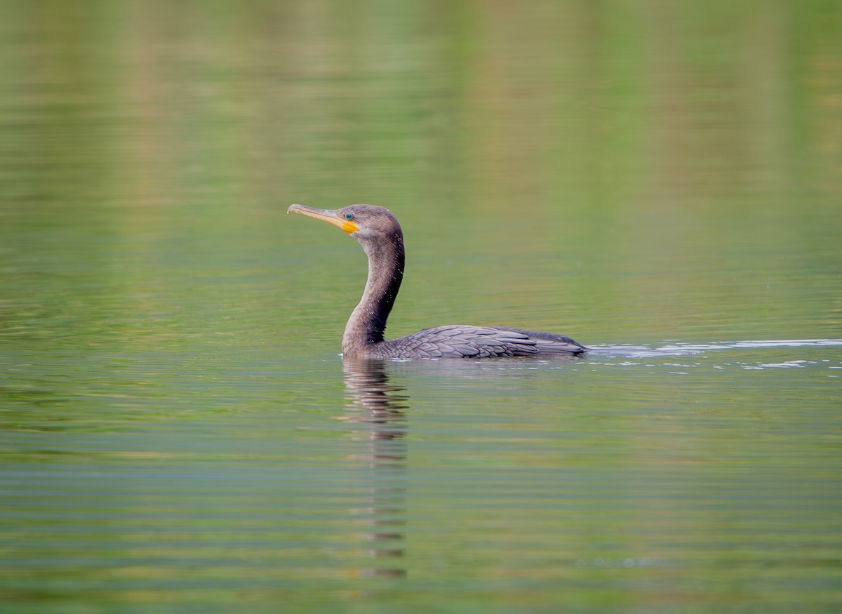 Neotropic Cormorant - ML634577327