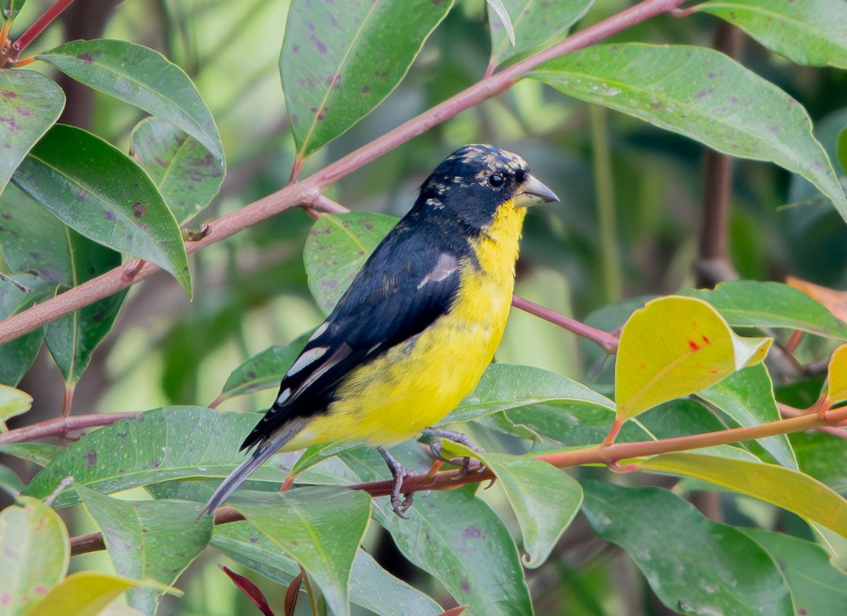 Lesser Goldfinch - ML634577375