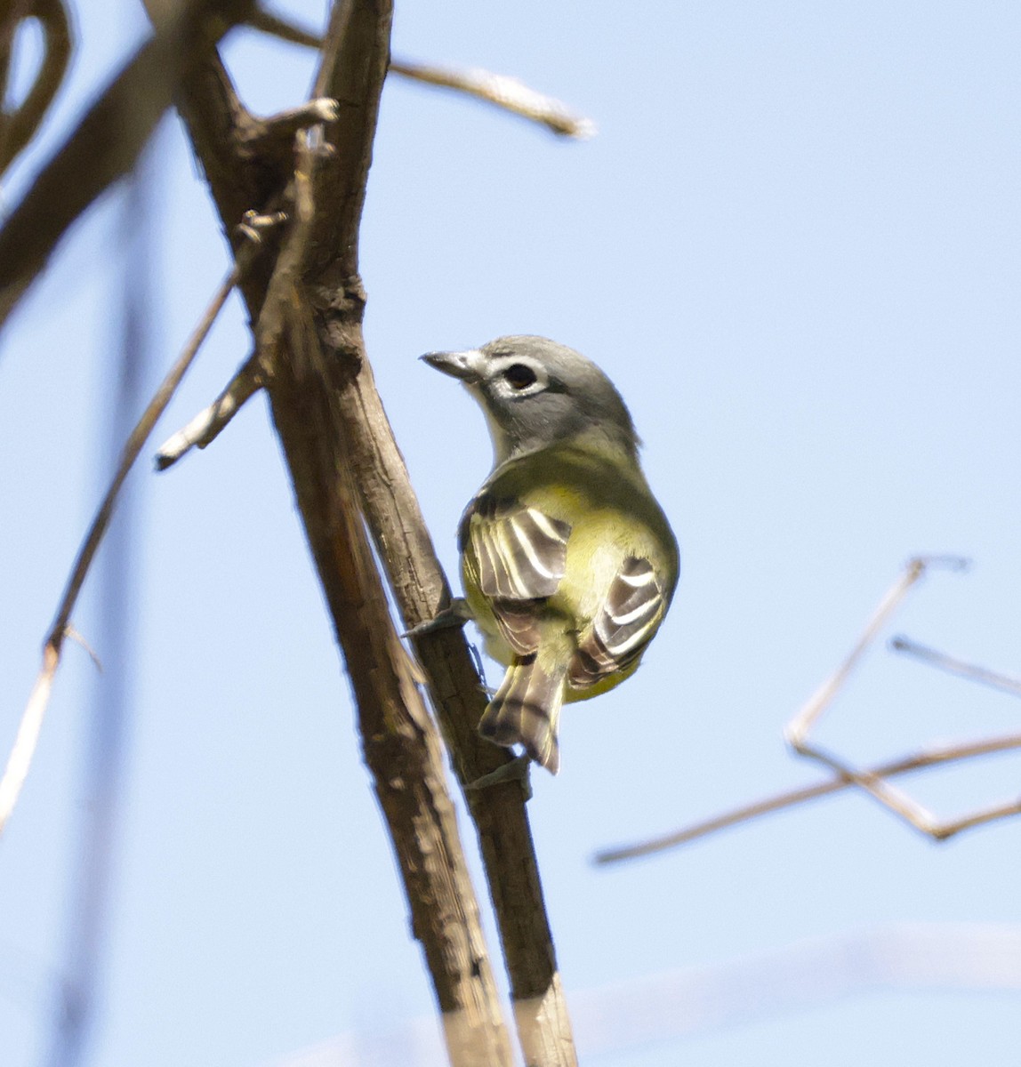 Blue-headed Vireo - ML634577381