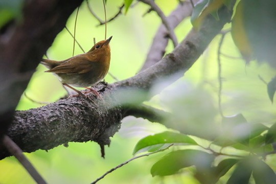 Japanese Robin - ML634577384