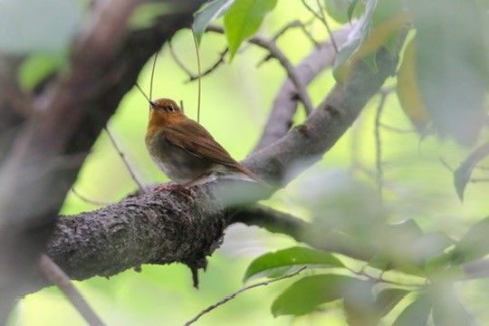 Japanese Robin - ML634577385
