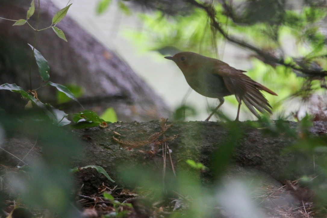 Japanese Robin - ML634577388