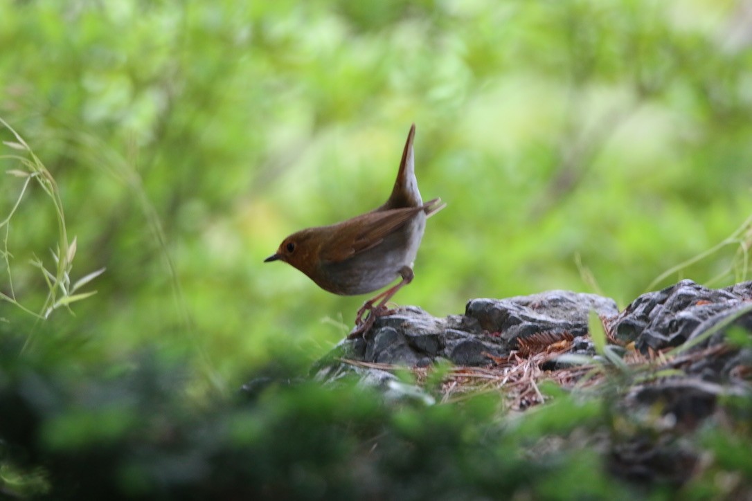 Japanese Robin - ML634577395