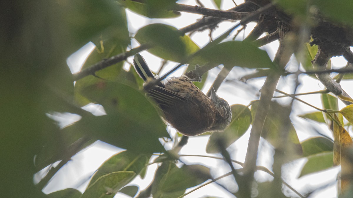 Mottled Piculet - ML634577415