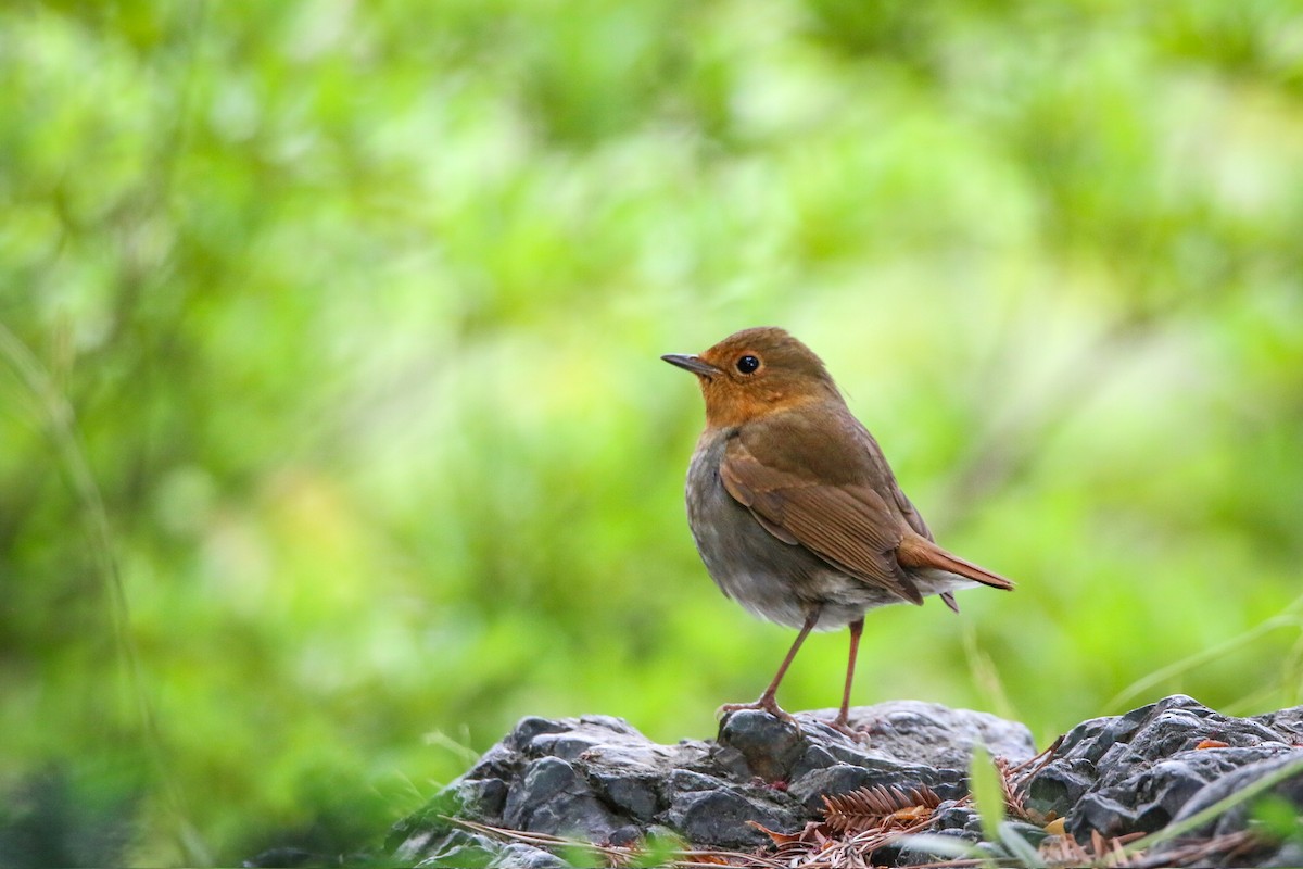 Japanese Robin - ML634577496