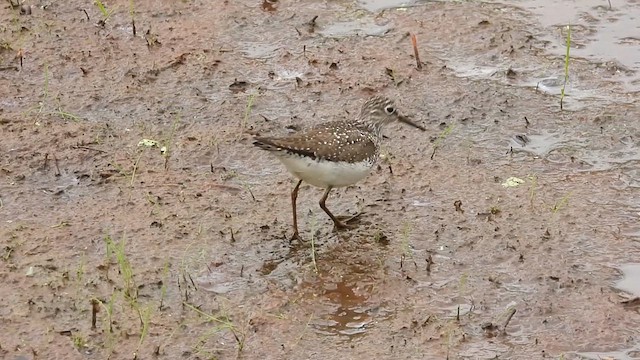 Solitary Sandpiper - ML634577525