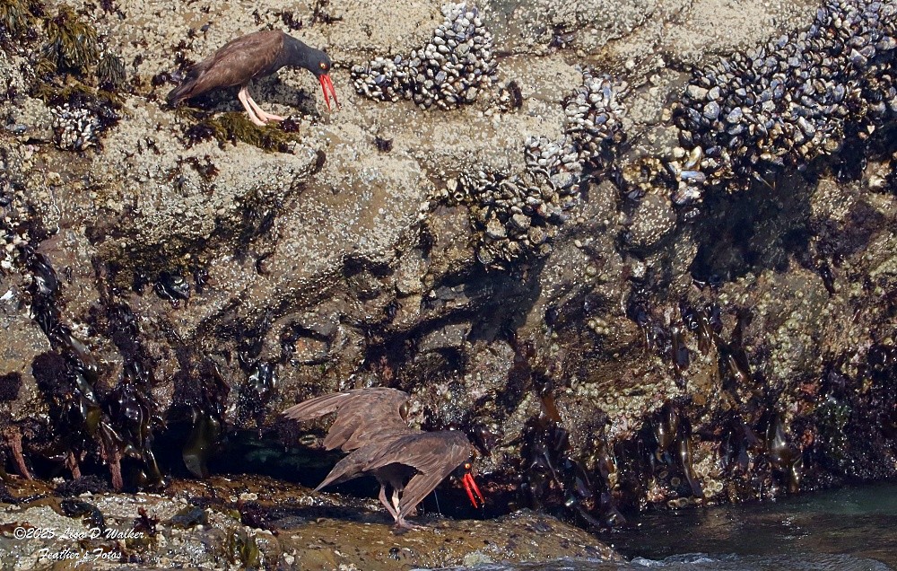 Black Oystercatcher - ML634577539