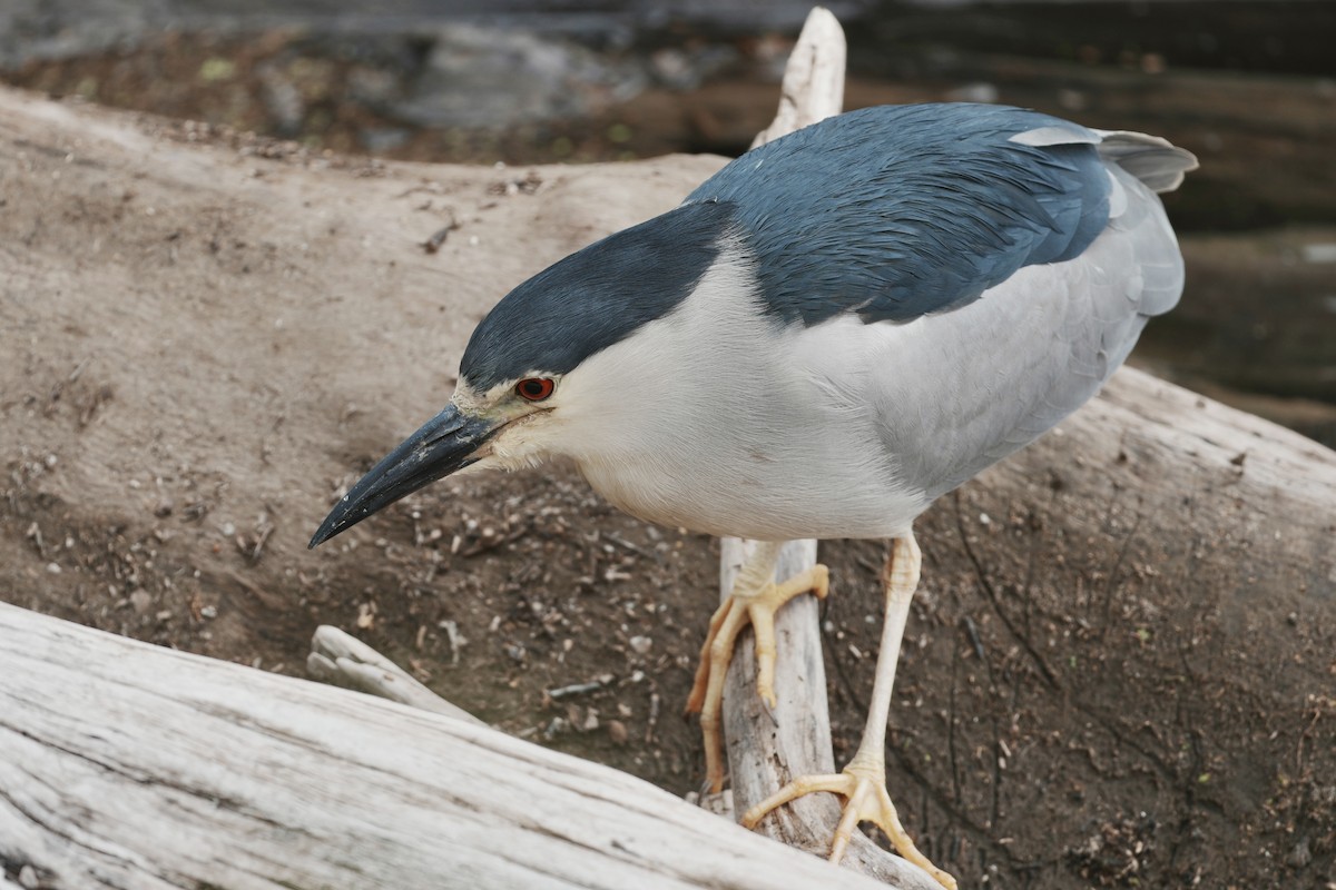 Black-crowned Night Heron - ML634577727