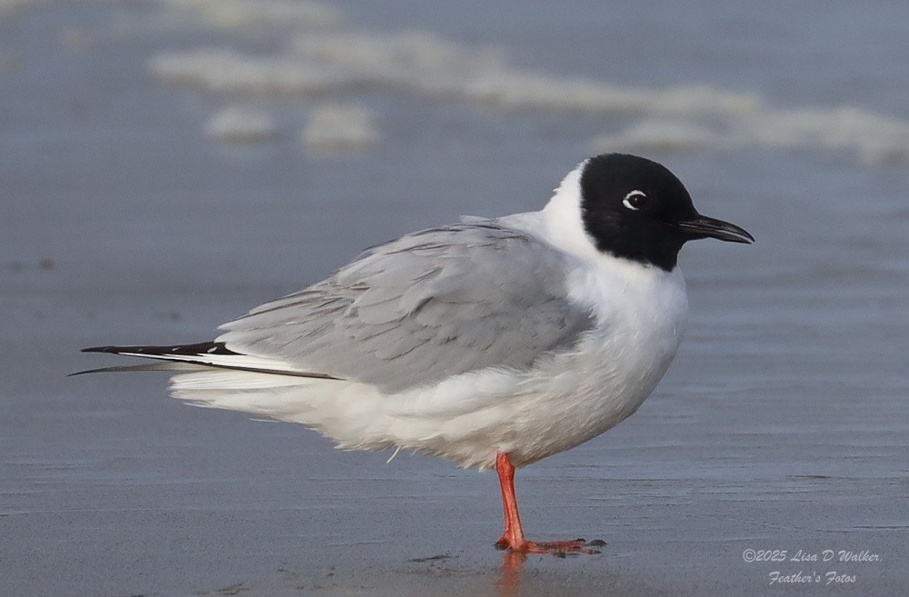 Mouette de Bonaparte - ML634577749