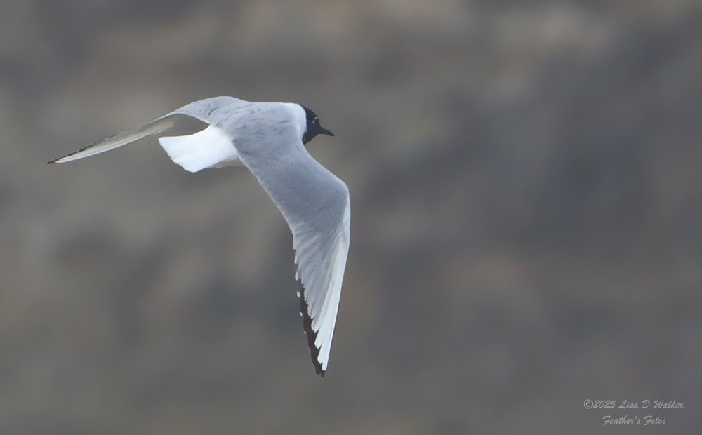 Mouette de Bonaparte - ML634577750
