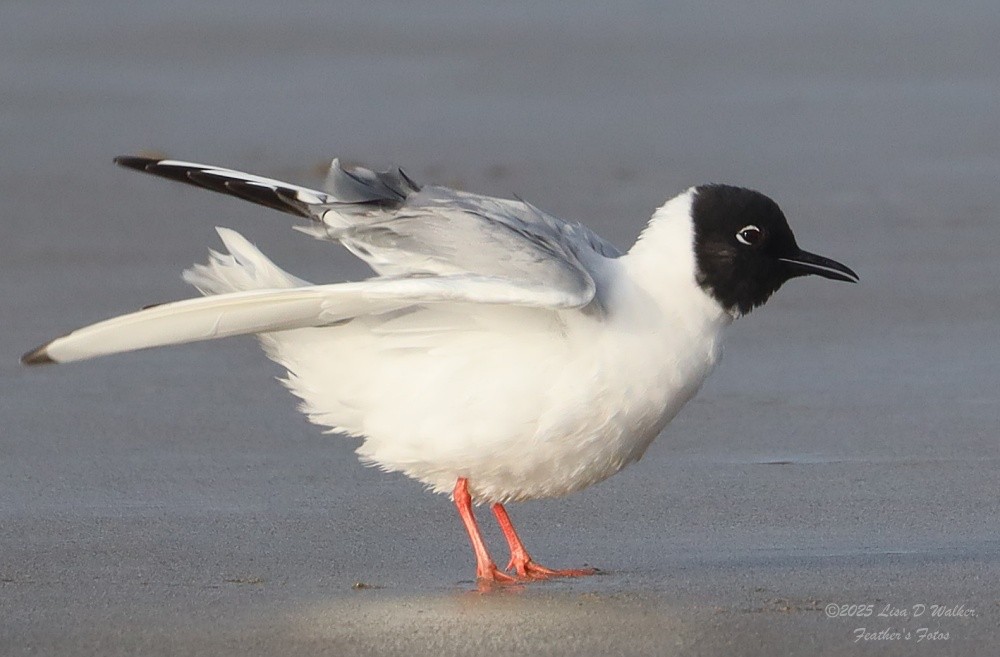 Mouette de Bonaparte - ML634577751