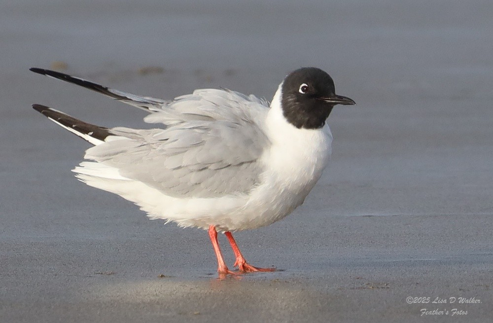 Mouette de Bonaparte - ML634577752