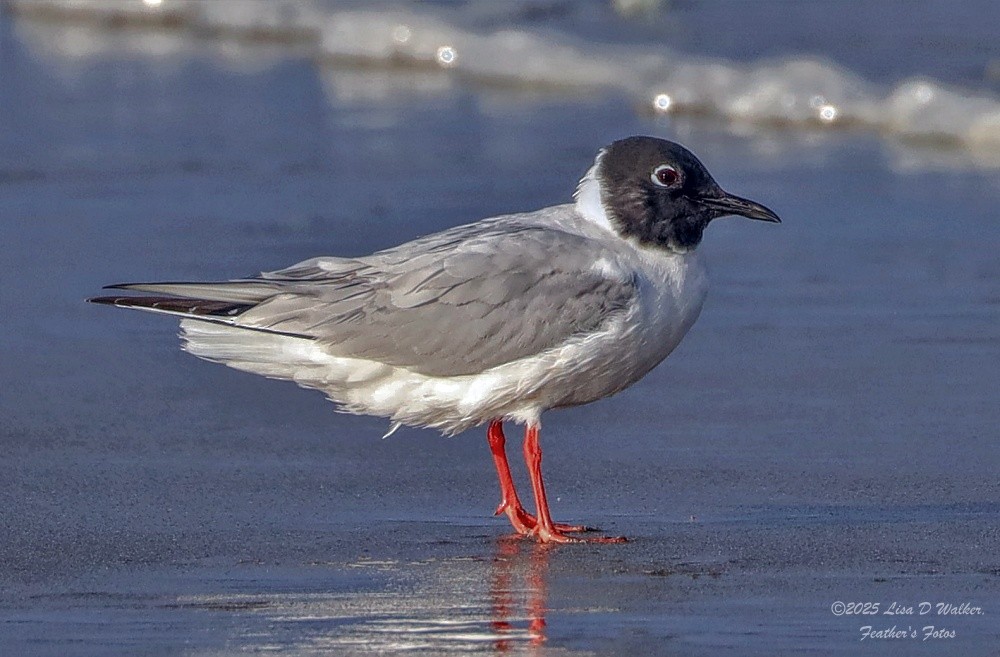 Mouette de Bonaparte - ML634577753