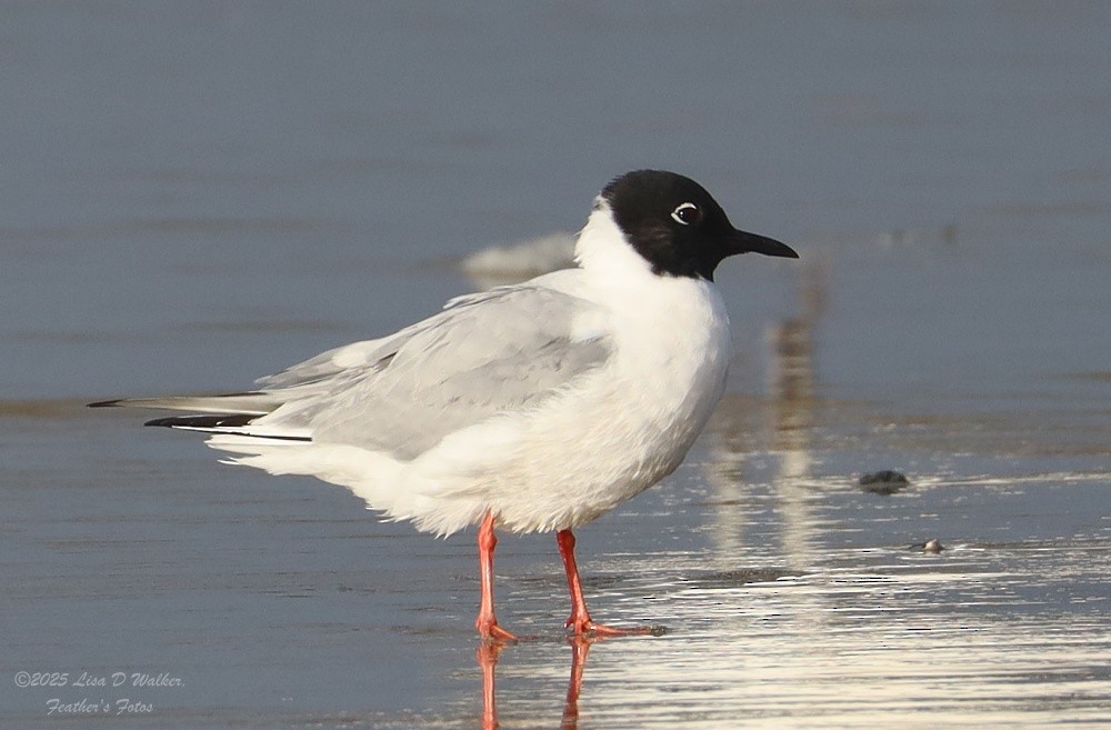 Mouette de Bonaparte - ML634577754