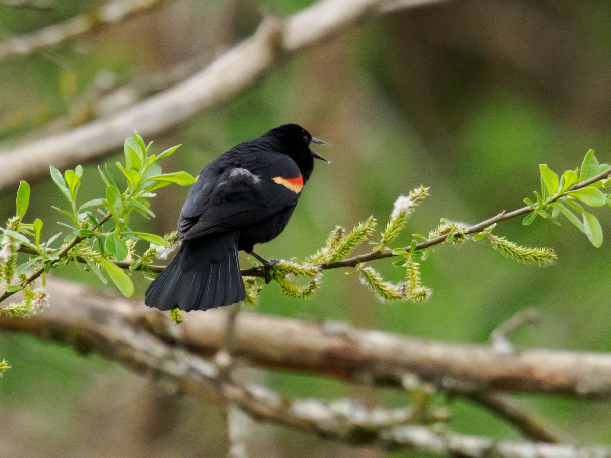 Red-winged Blackbird - ML634577766
