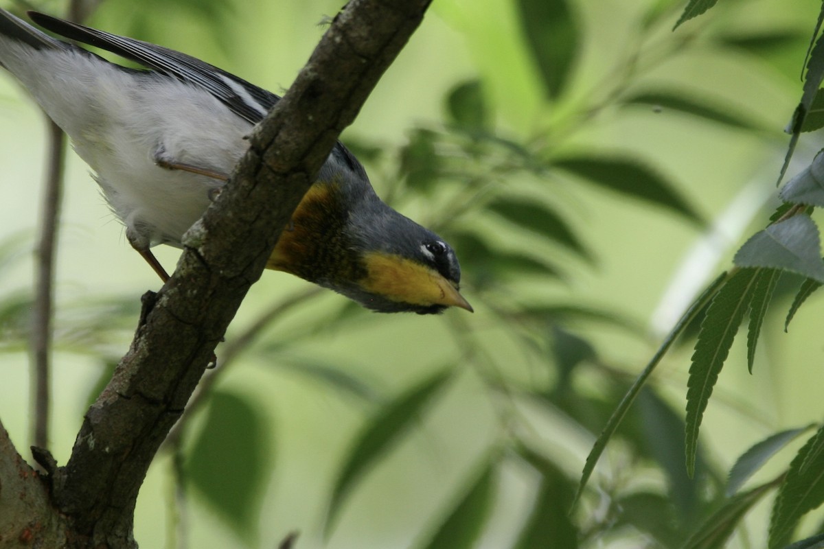 Northern Parula - ML634577773