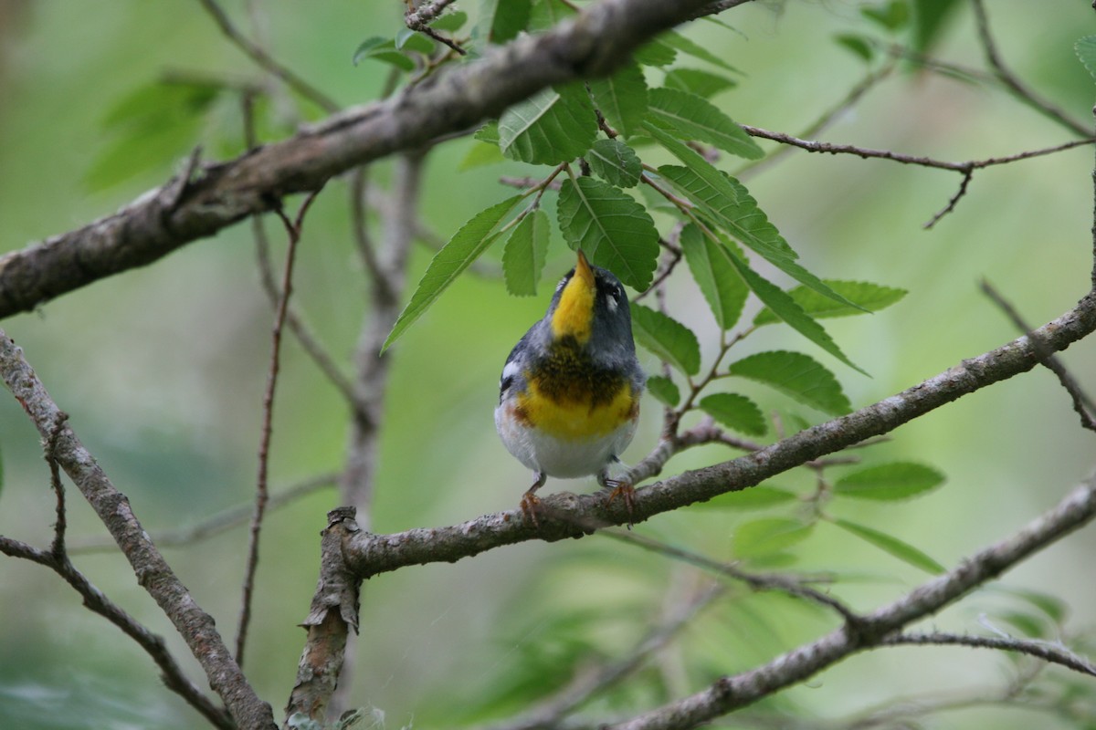 Northern Parula - ML634577774