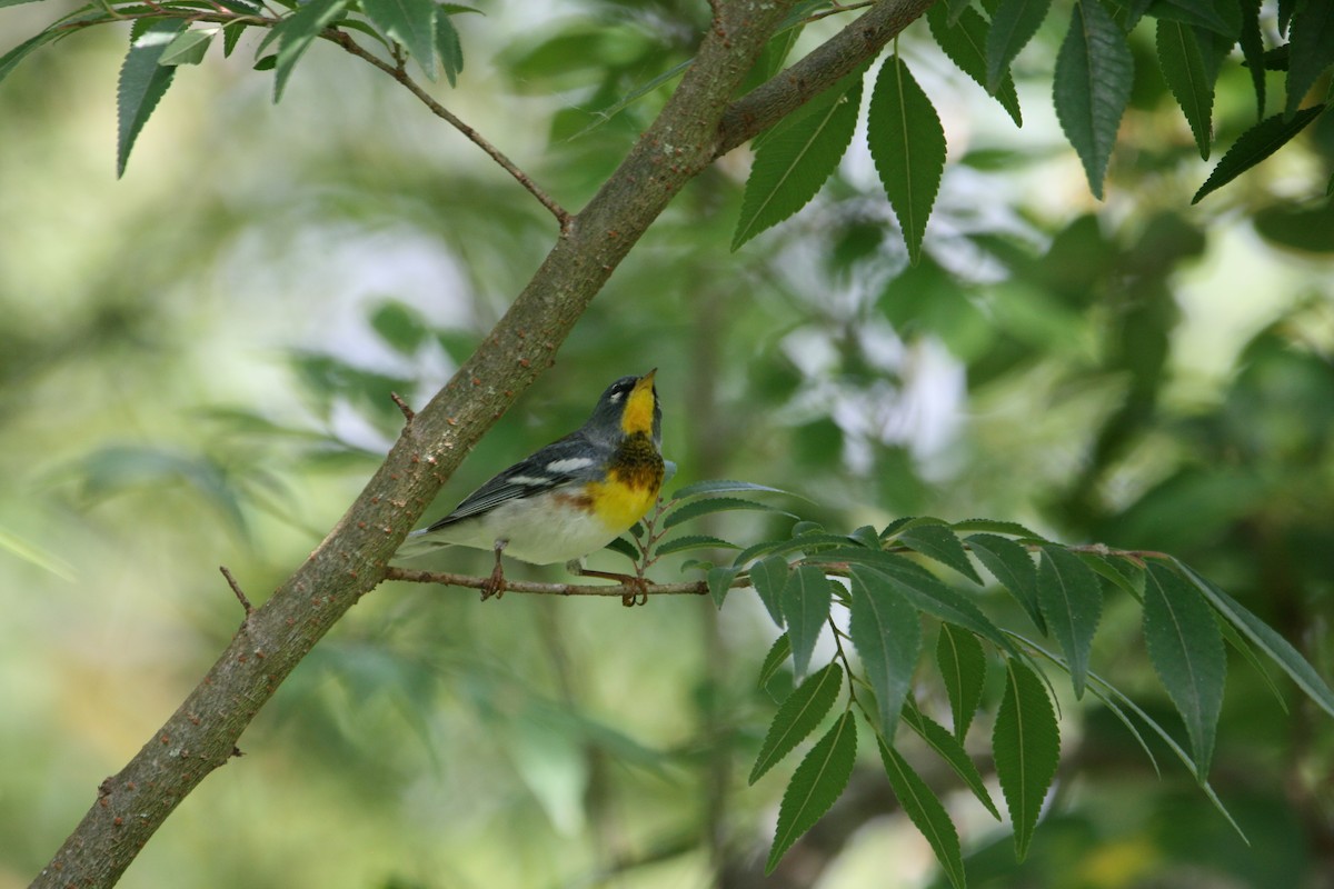 Northern Parula - ML634577775