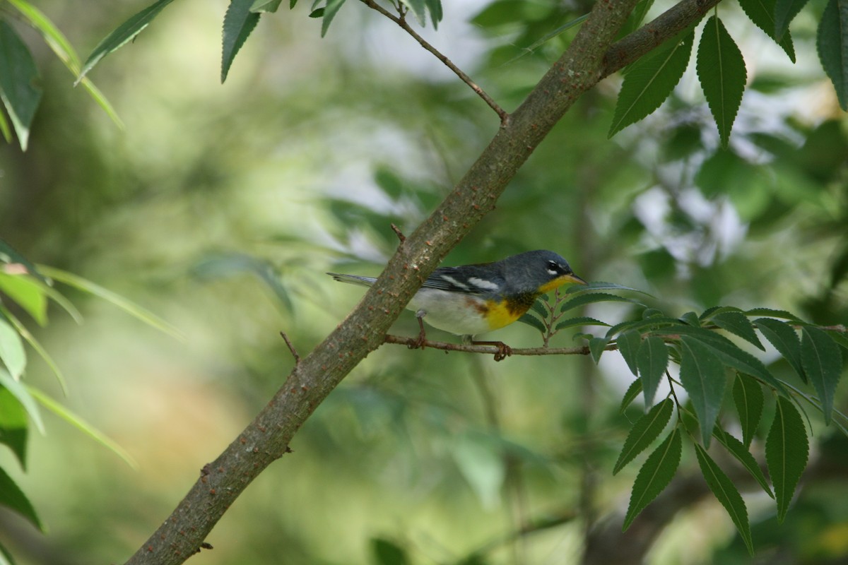 Northern Parula - ML634577776