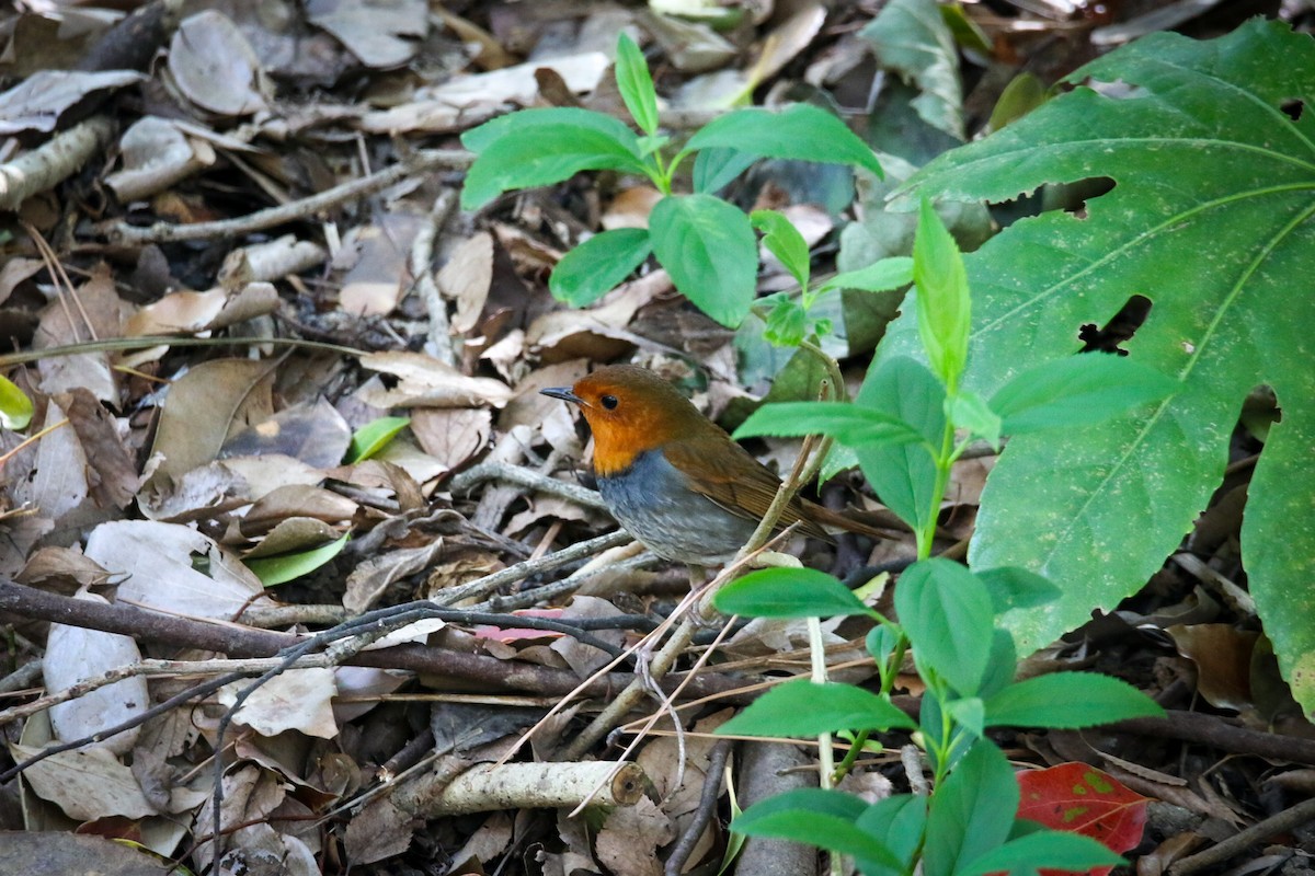 Japanese Robin - ML634577785