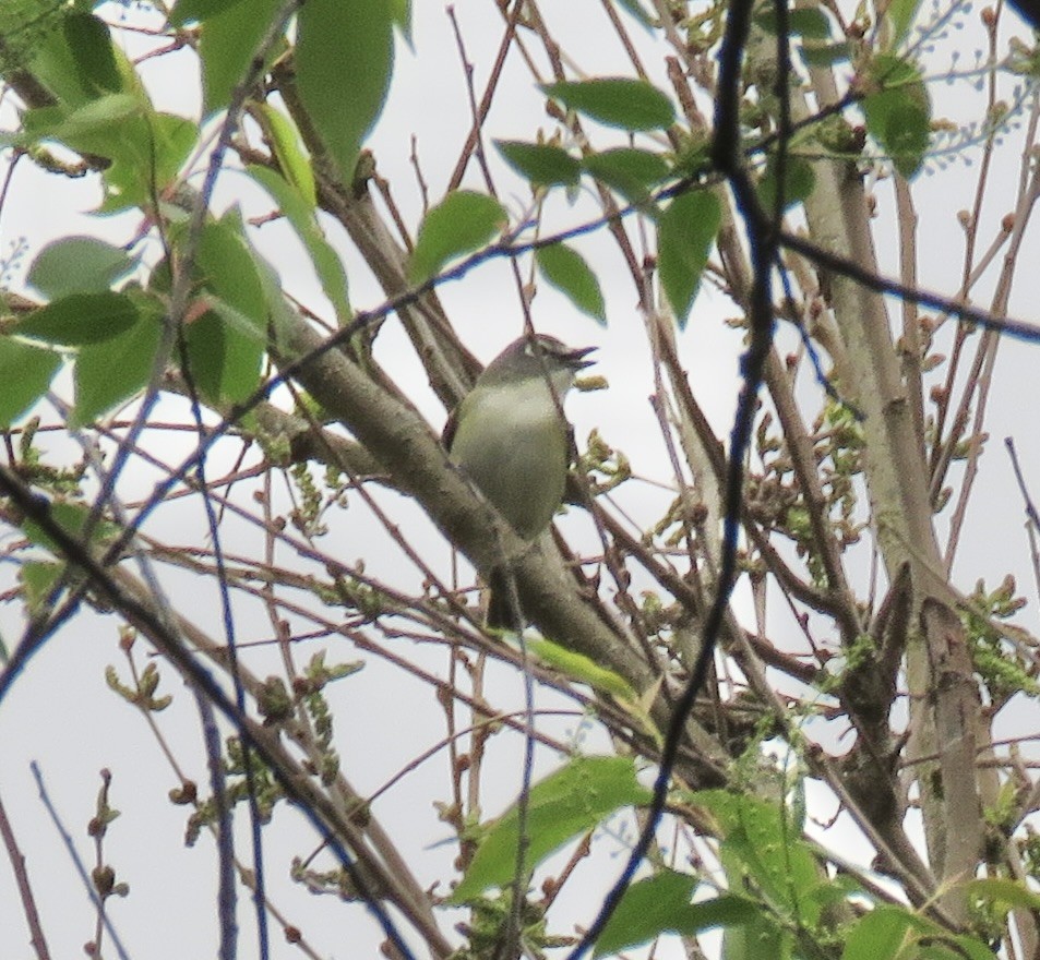 Blue-headed Vireo - ML634577791