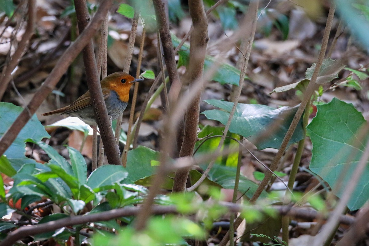 Japanese Robin - ML634577800