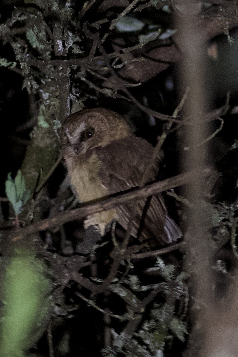 Unspotted Saw-whet Owl - ML634577809