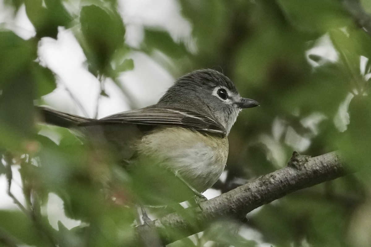 Cassin's Vireo - ML634577820