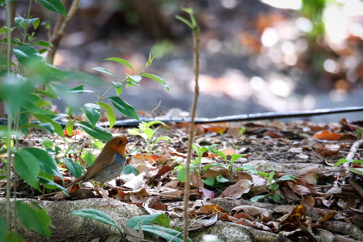 Japanese Robin - ML634577837