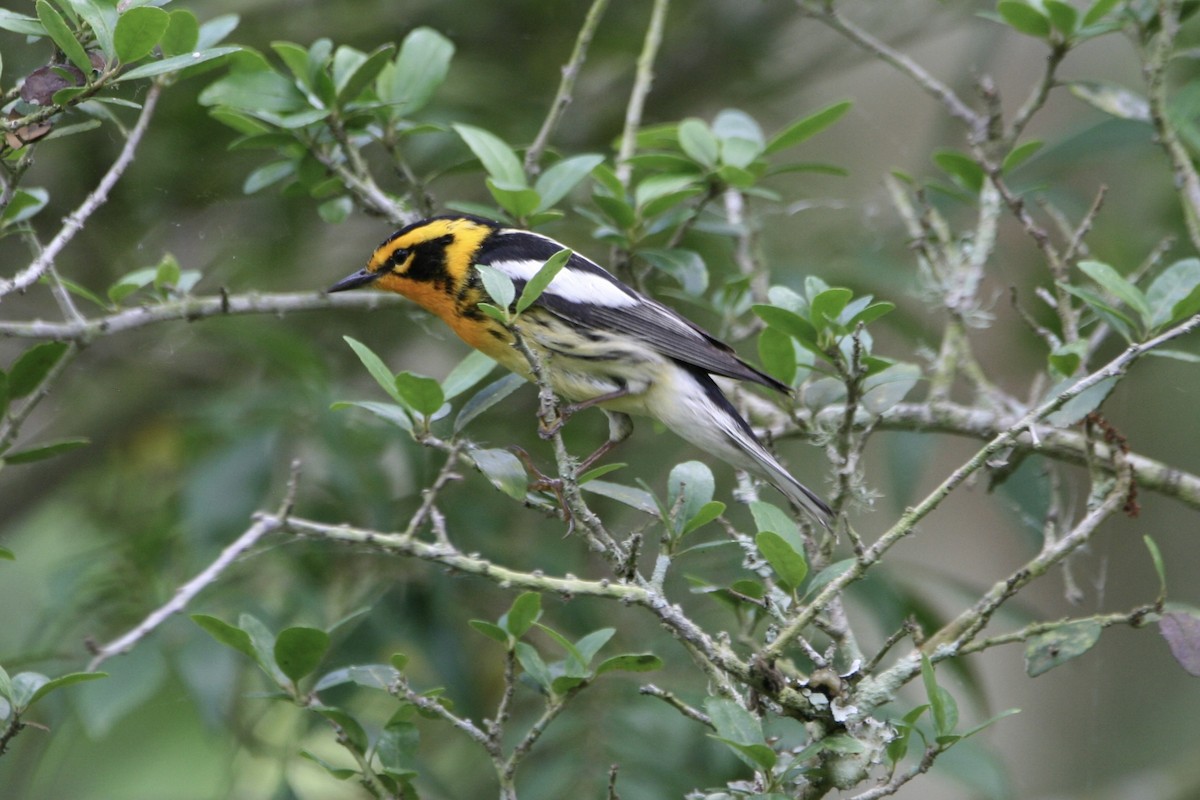 Blackburnian Warbler - ML634577844