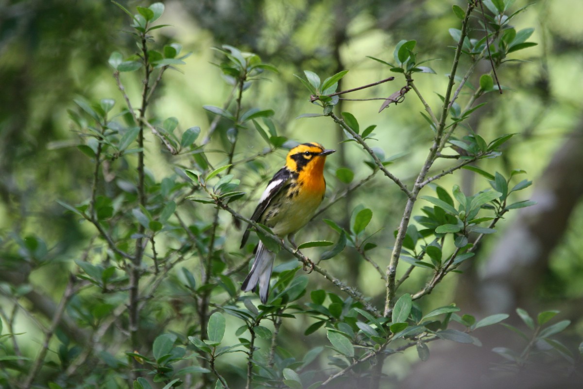 Blackburnian Warbler - ML634577845