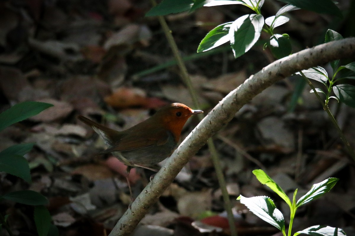 Japanese Robin - ML634577865