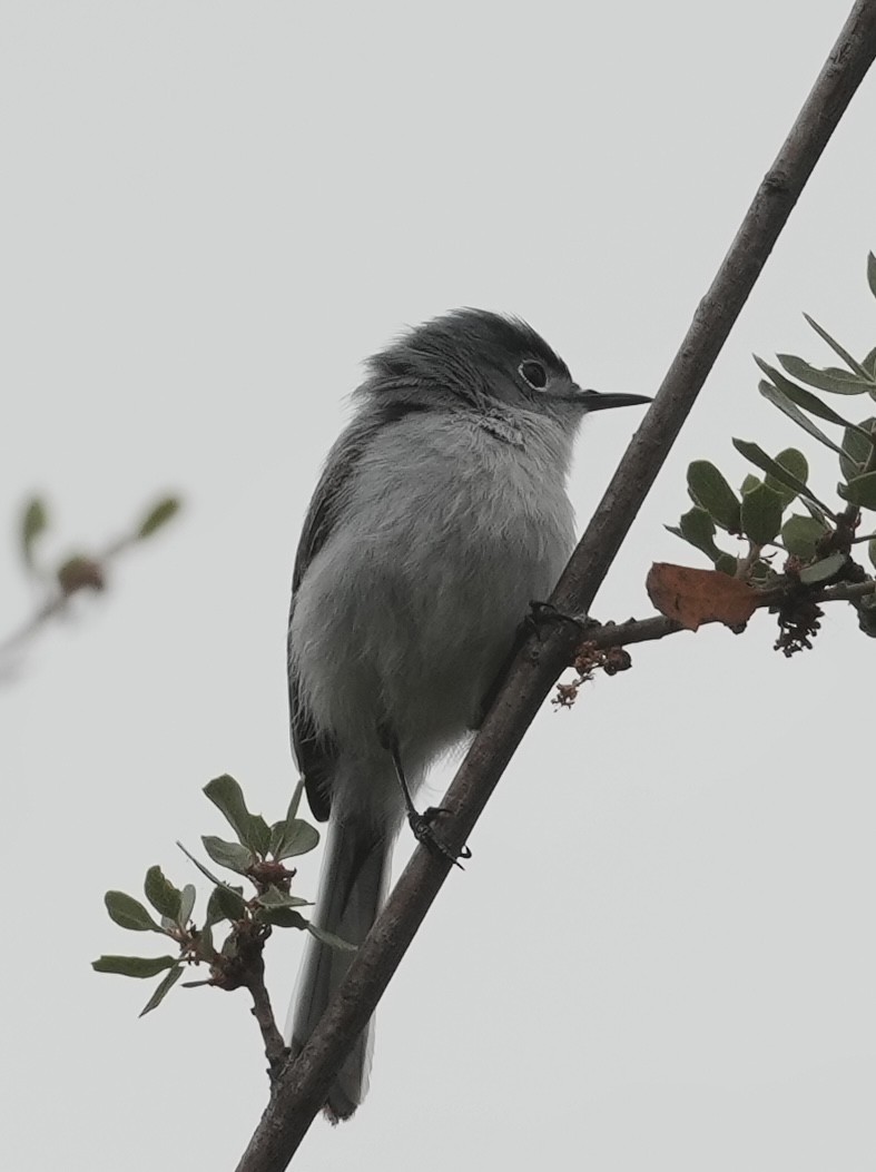 Blue-gray Gnatcatcher - ML634577878