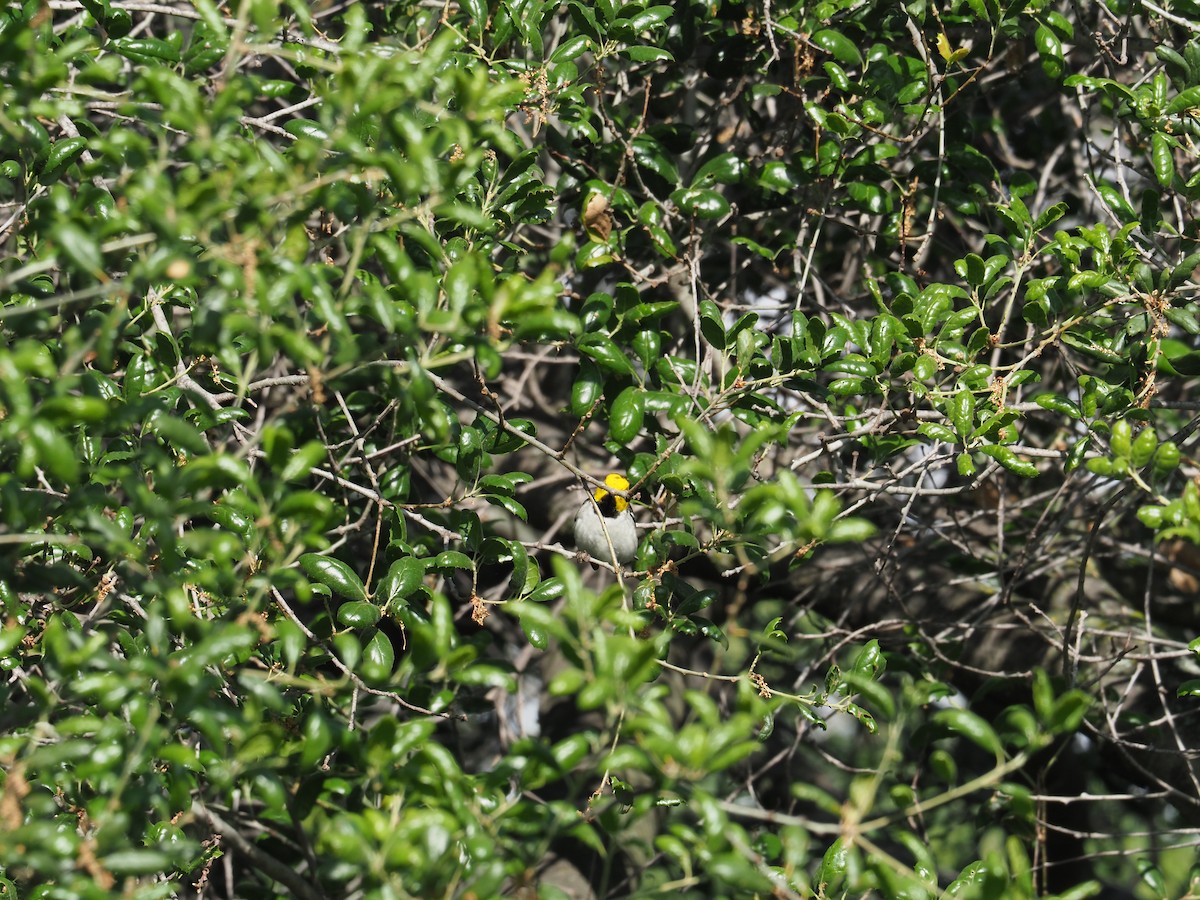 Hermit Warbler - ML634577910