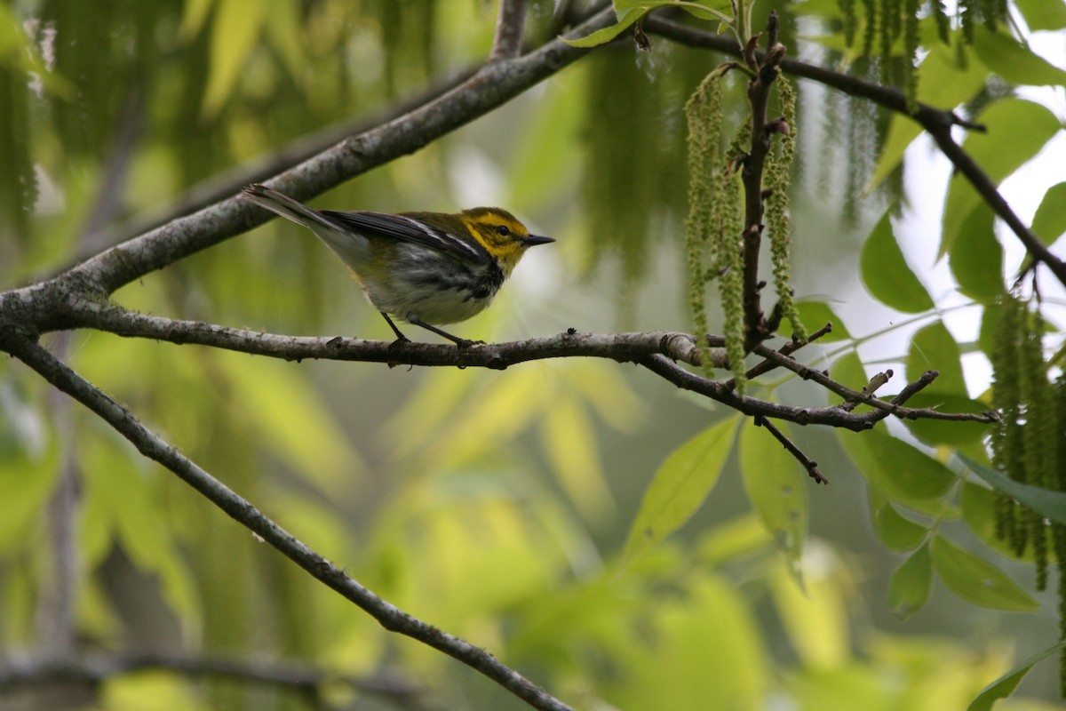 Black-throated Green Warbler - ML634577919