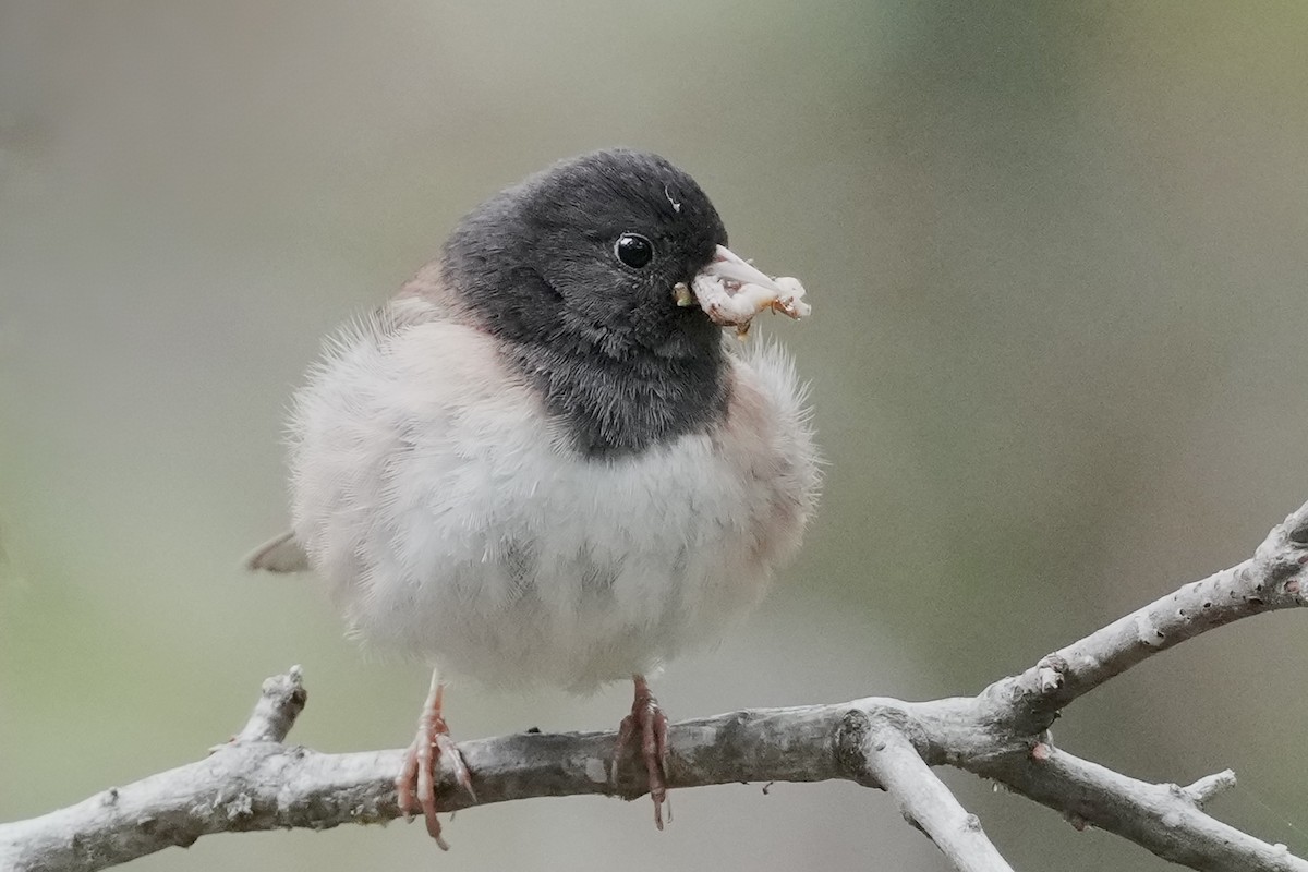 Dark-eyed Junco - ML634577923