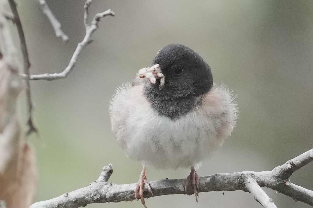 Dark-eyed Junco - ML634577924