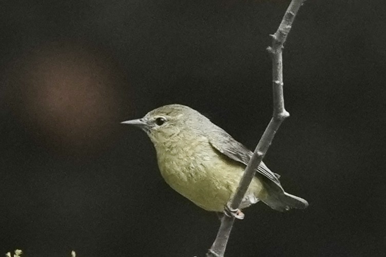 Orange-crowned Warbler - ML634577941