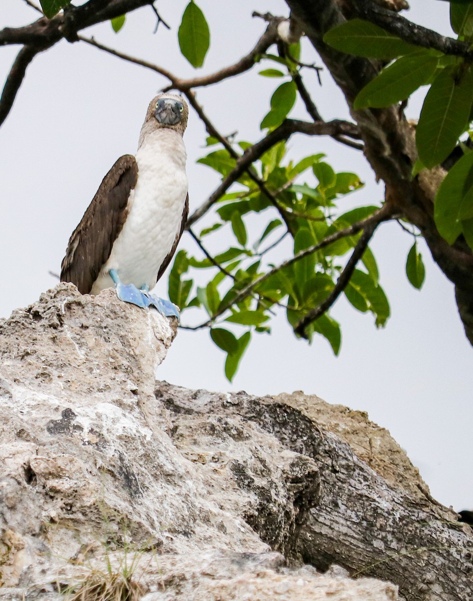 terej modronohý - ML634577975