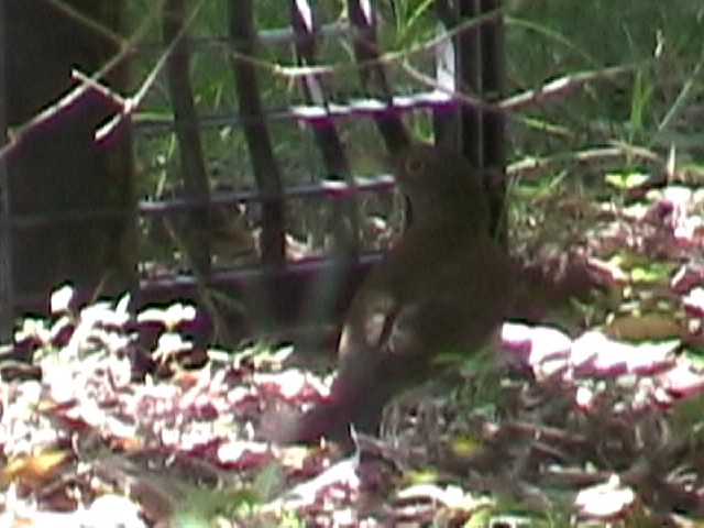 White-throated Thrush - ML634578141
