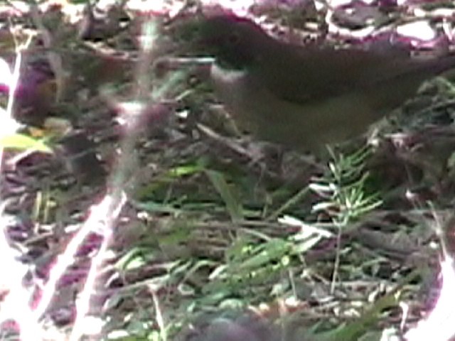 White-throated Thrush - ML634578142