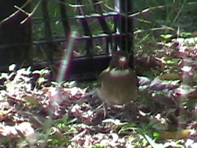 White-throated Thrush - ML634578143