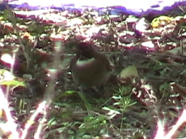 White-throated Thrush - ML634578144