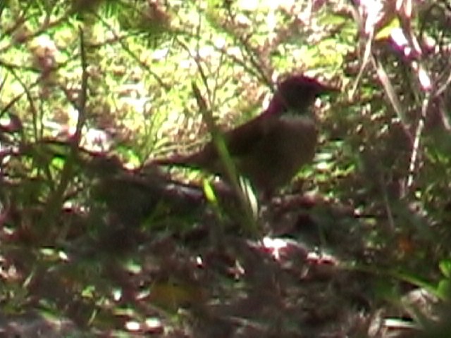 White-throated Thrush - ML634578146