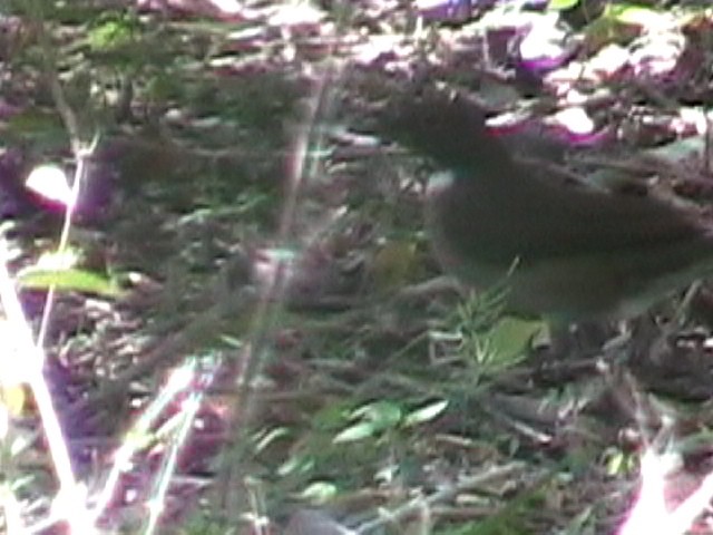 White-throated Thrush - ML634578147
