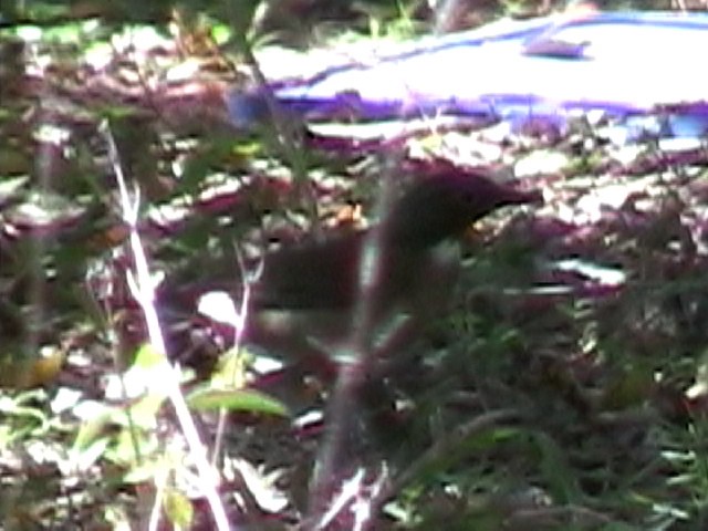 White-throated Thrush - ML634578148