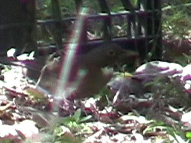 White-throated Thrush - ML634578149