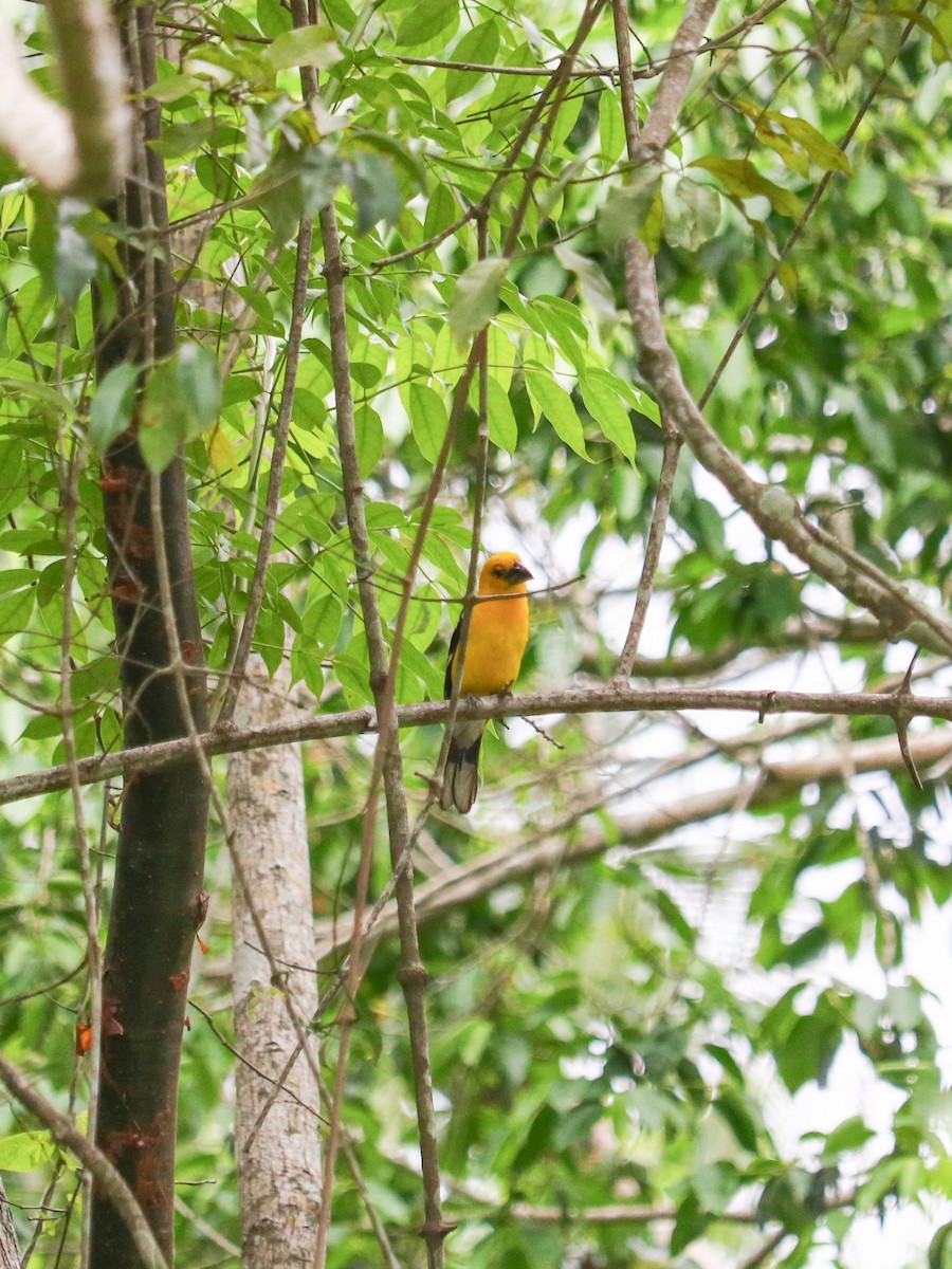Yellow Grosbeak - ML634578447